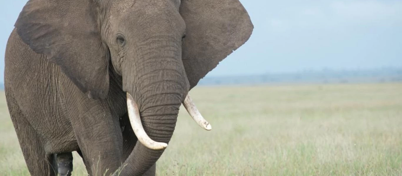 Αυτό είναι το φρούτο που μεθάει τα ζώα στην Αφρική! (βίντεο)